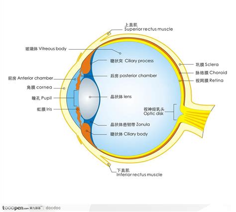 眼球形狀|眼球剖析 